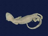 藏品(鉛山壁虎)的圖片